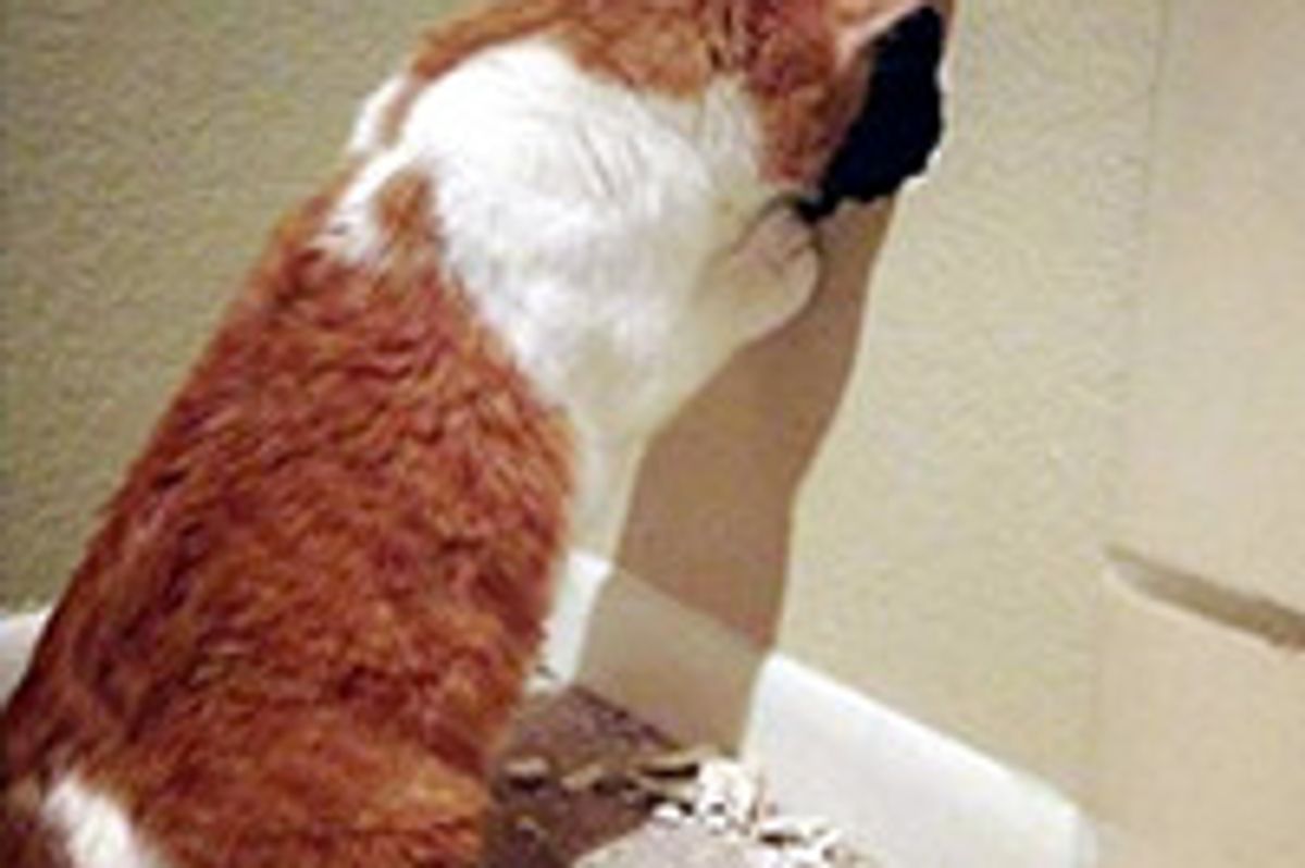 Orphan Kittens Saved From Inside The Walls