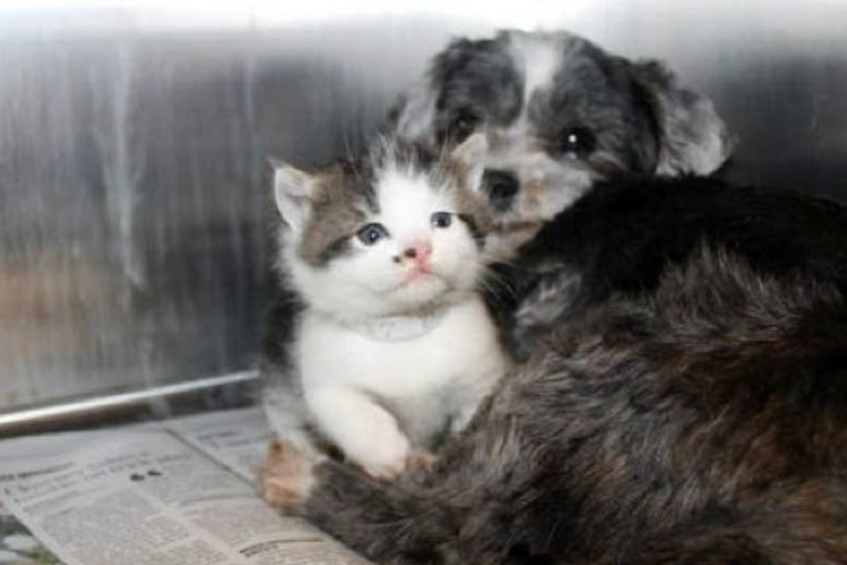 Rescue Dog Found Nursing An Abandoned Kitten