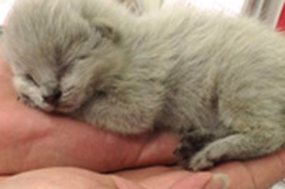 Tiny Kittens Found Inside Bus Get A Second Chance