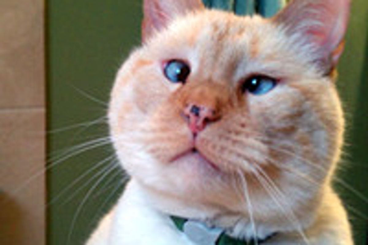 Dough The Cute Quirky Cross-eyed Cat