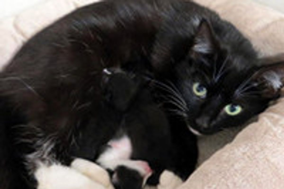 Cat Climbs Through Window of Home & Gives Birth Under Boy's Bed