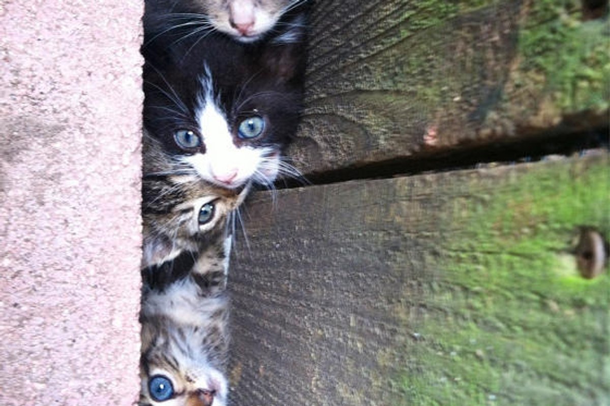 Feral Kittens Found In A Hole