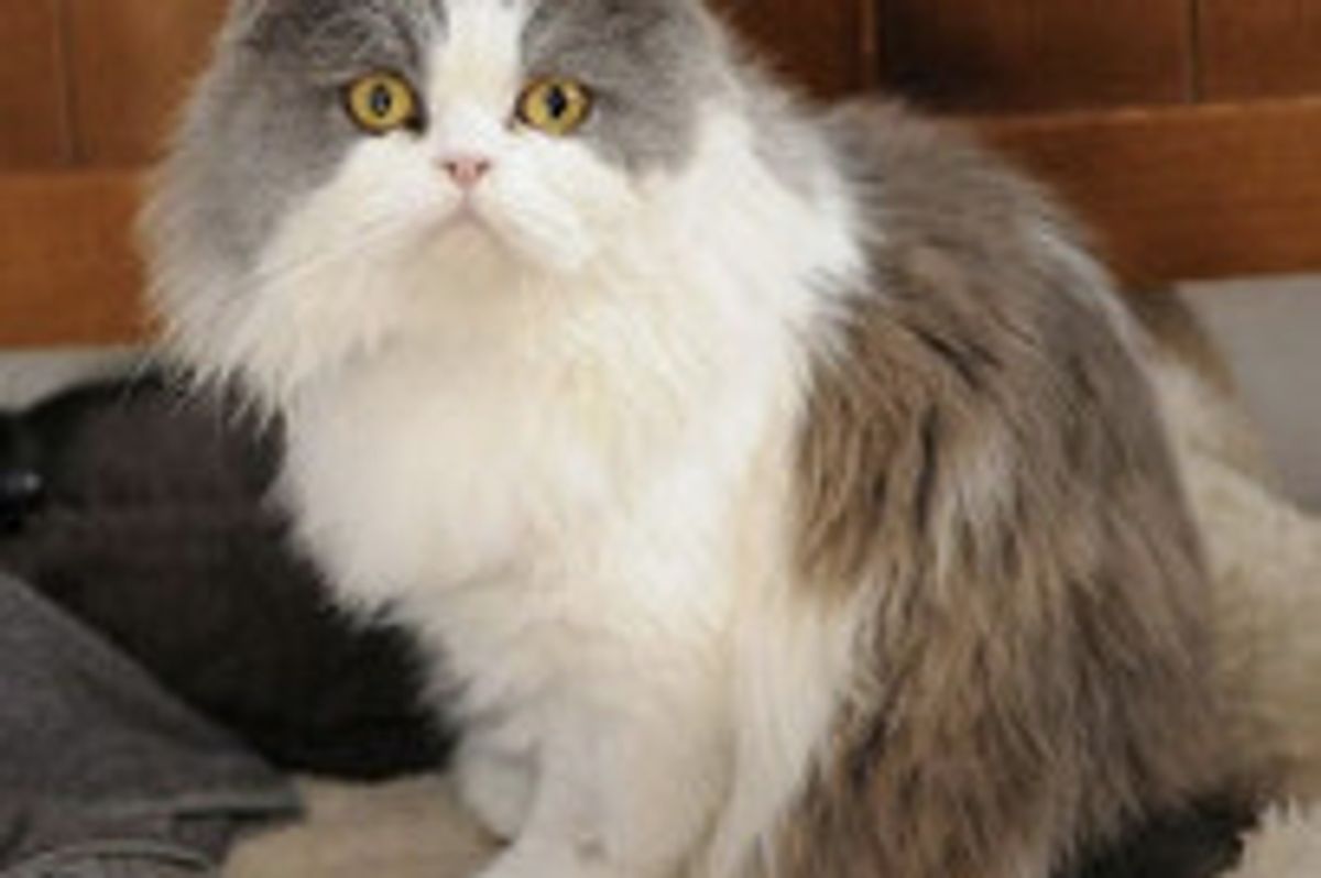 Two-legged Cat: Super Ted Saved And Homed