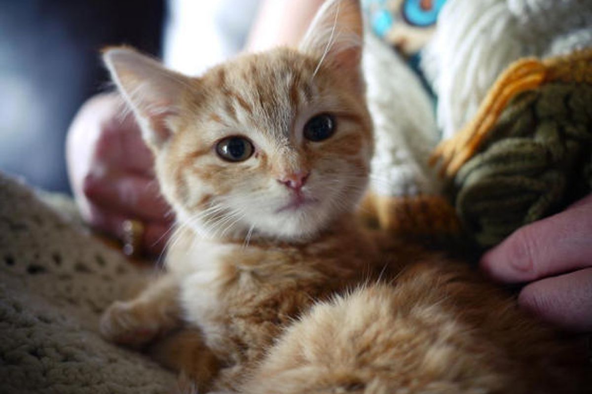 Homeless Deaf Kitten Turns Into Happy Deaf Cat