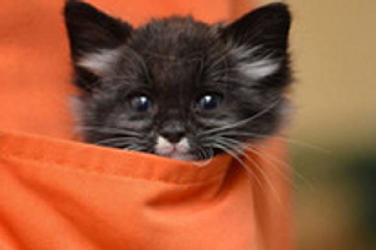 Kitten Found Under A Car, Now Safe And Happy