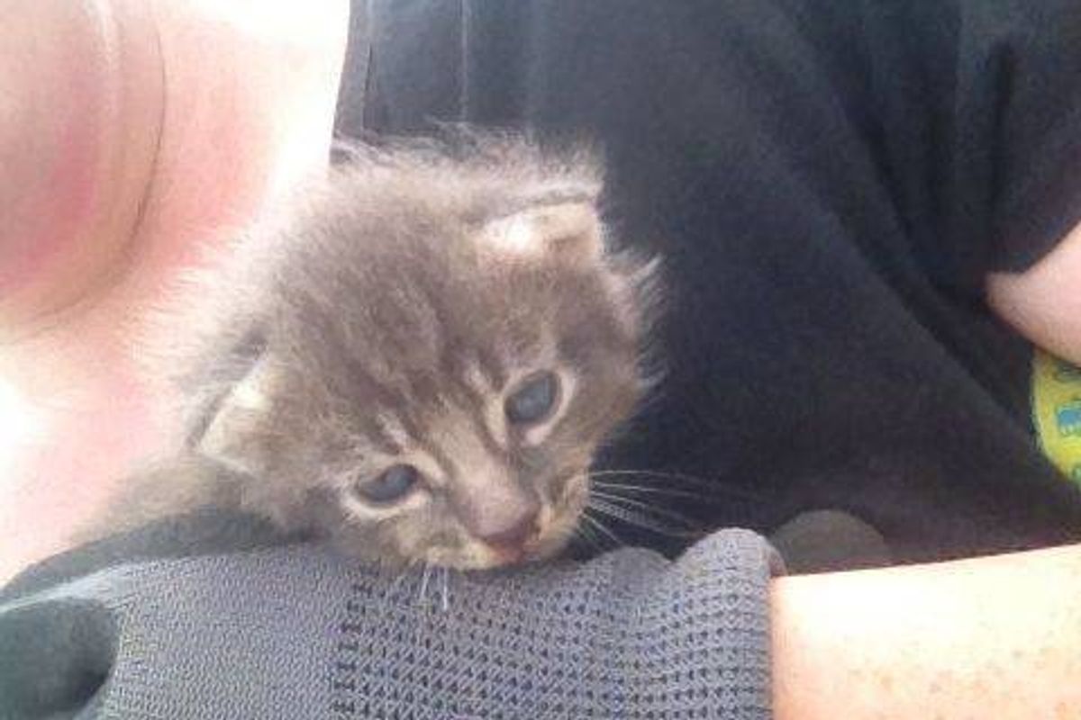 Kitten Rescued From Under Rubble After Huge Tornado