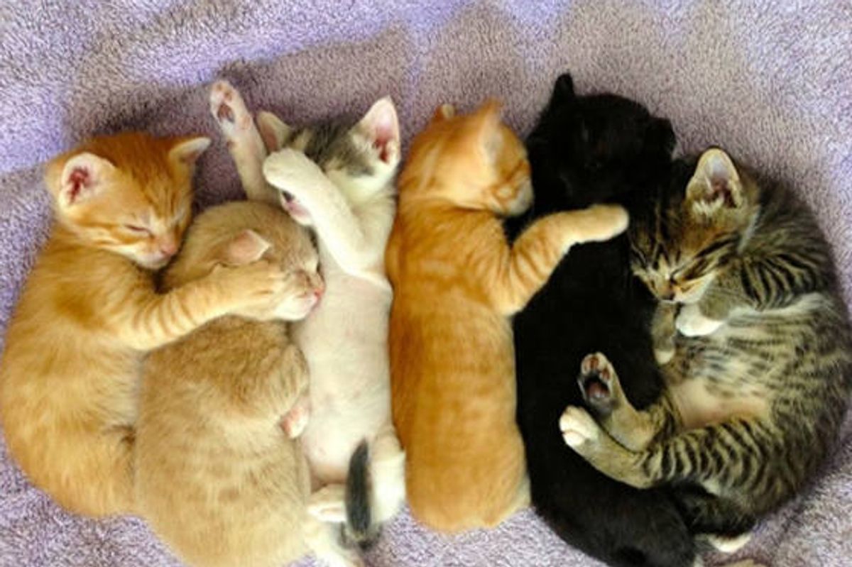 Stray Cat Mama and Her Kittens Touch Hearts of Thousands