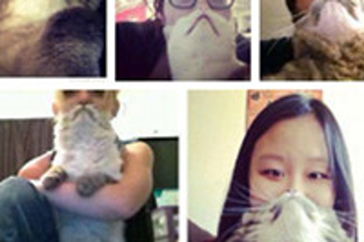 The Cat Bearding Craze