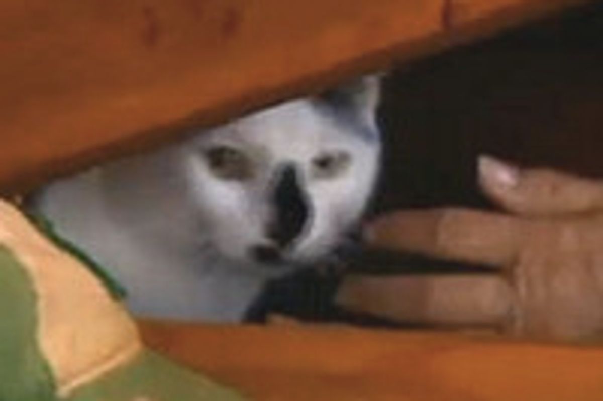 Cat Found In Tornado Destroyed Home