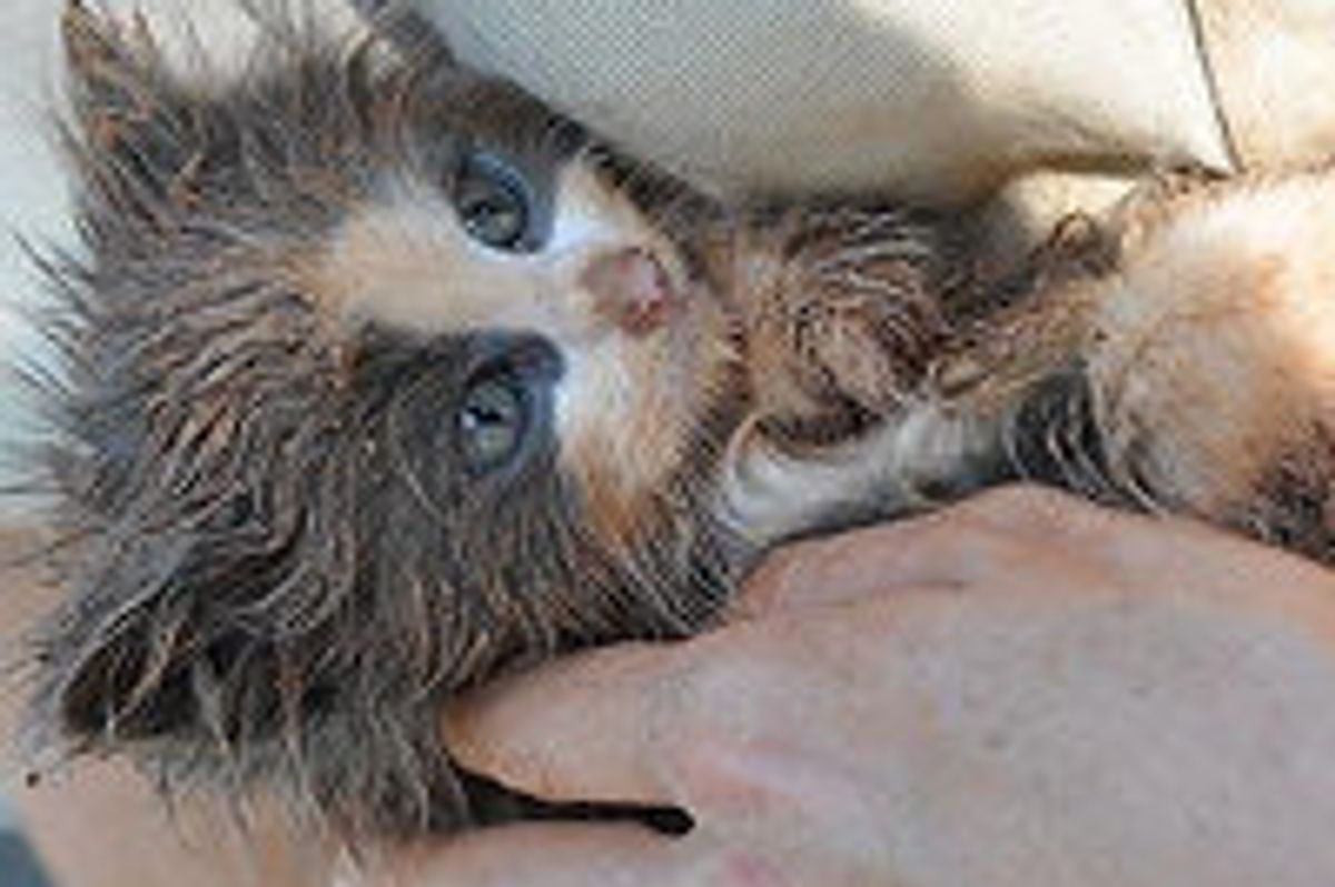 Tiny Feral Kitten Saved From Hole At Construction Site