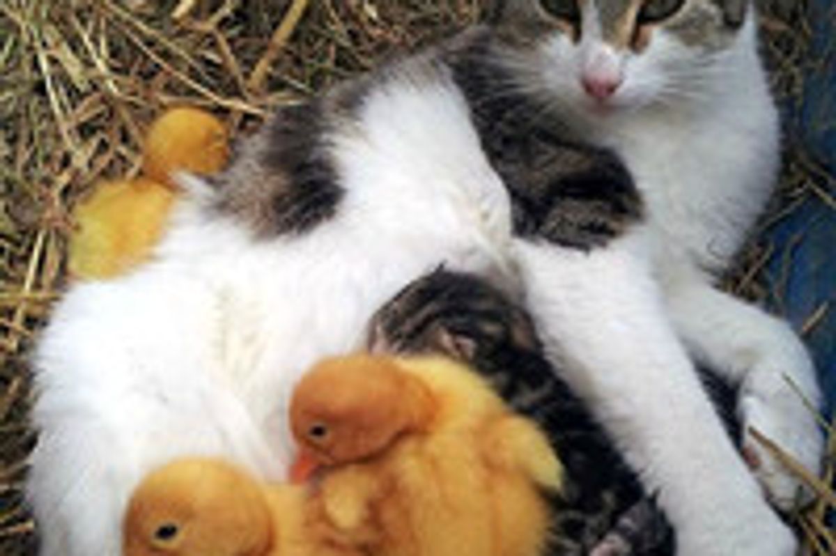 Cat Adopts Orphaned Ducklings With Her Litter Of Kittens