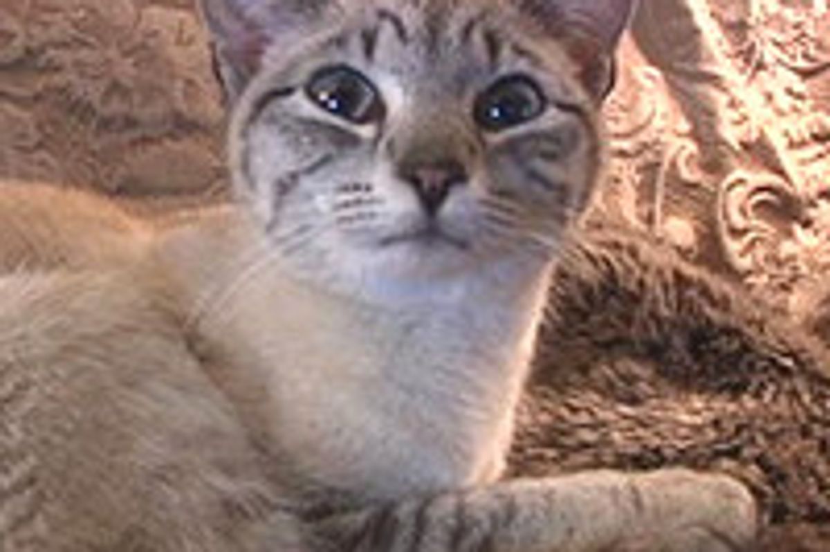 Missing Siamese Cat Saved From 25-foot Hole By Yakima Firefighters
