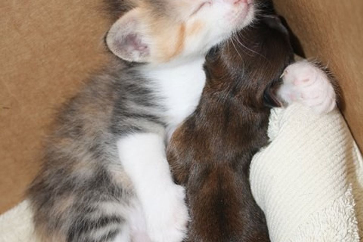 Tiny Kitten Cuddles With Her Adopted Puppy