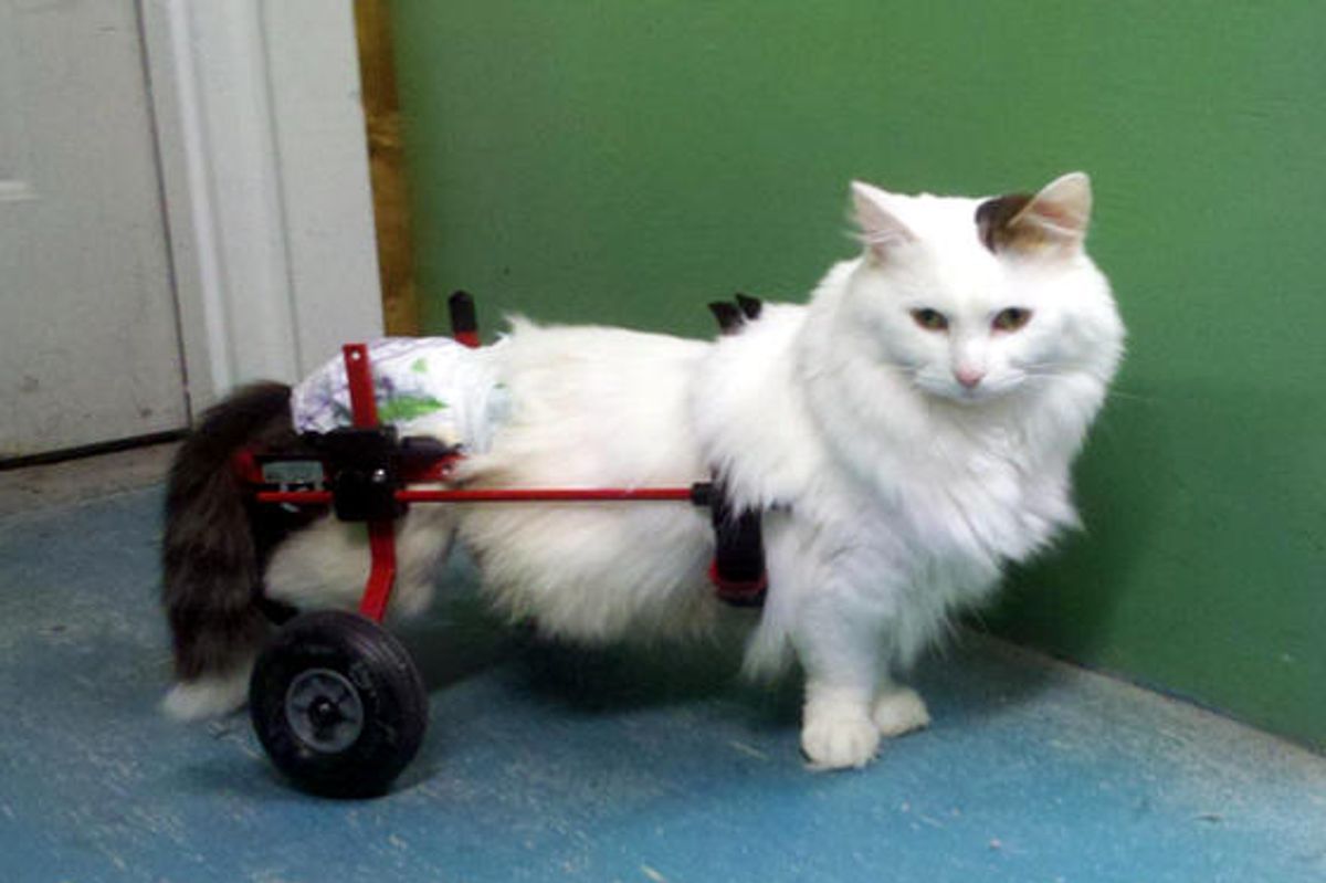 Smoochie Paraplegic Cat Doesn't Let Her Disability Define Her
