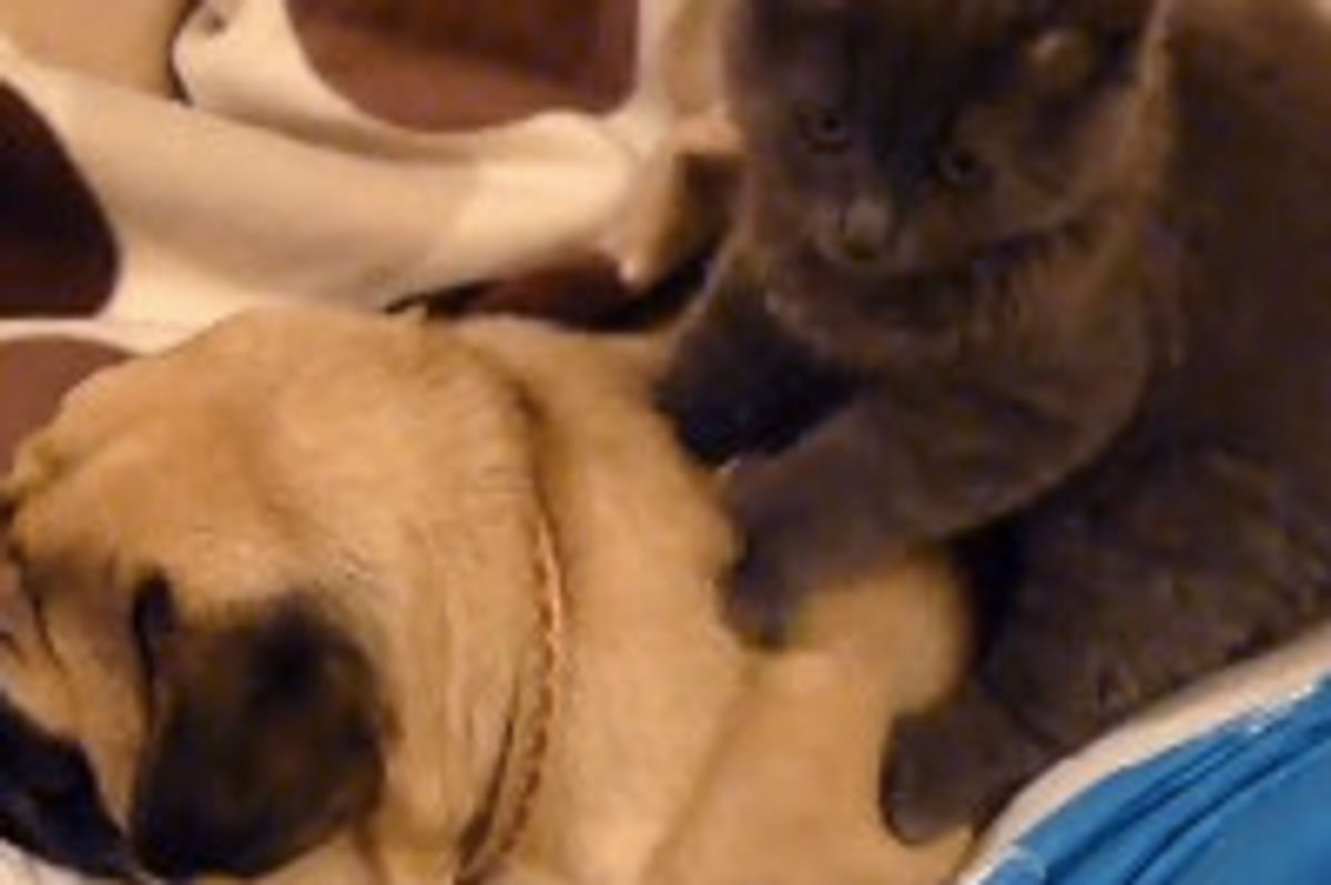 Kitty Gives Pug A Massage