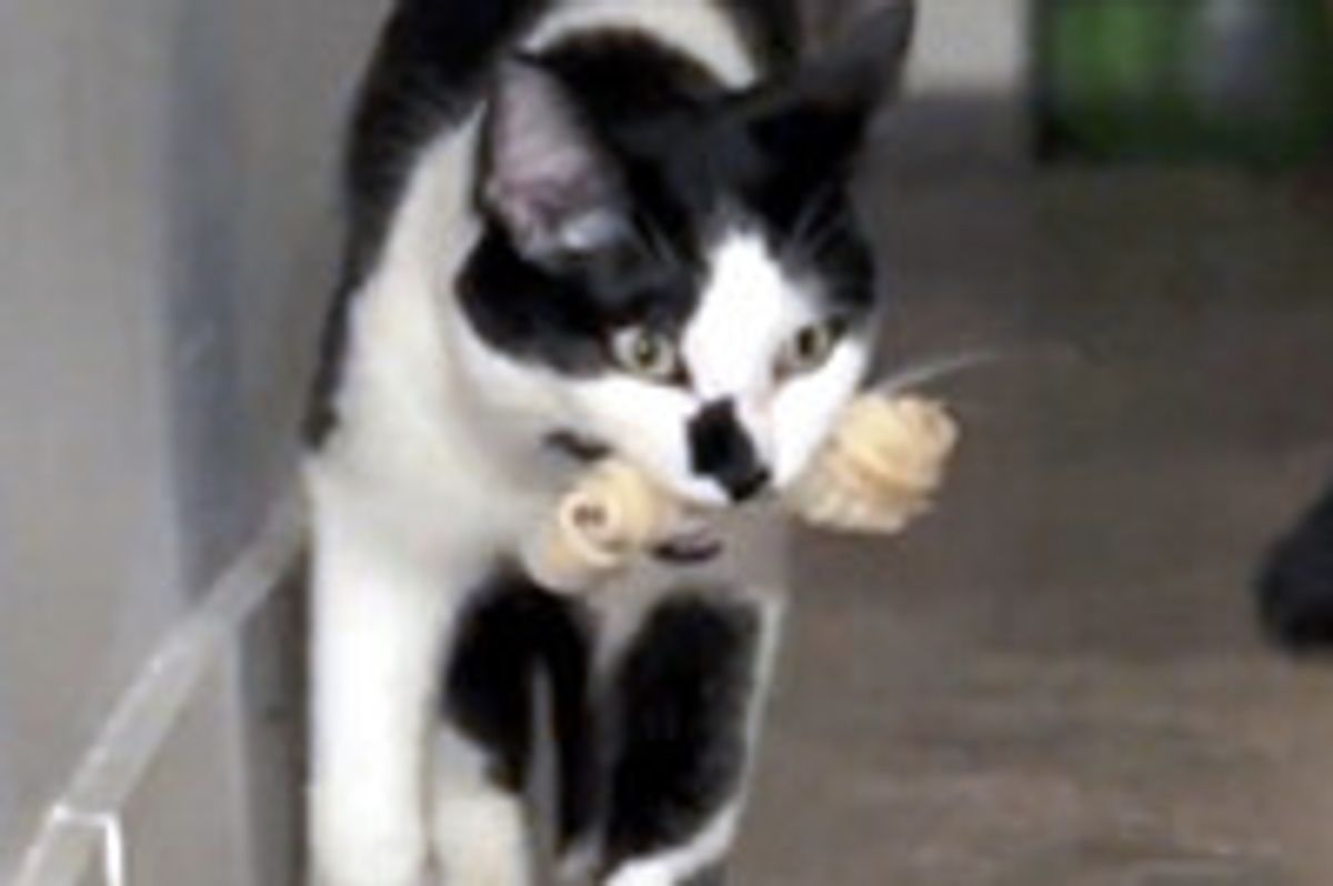 8 More Signs Your Cat Acts Just Like A Dog