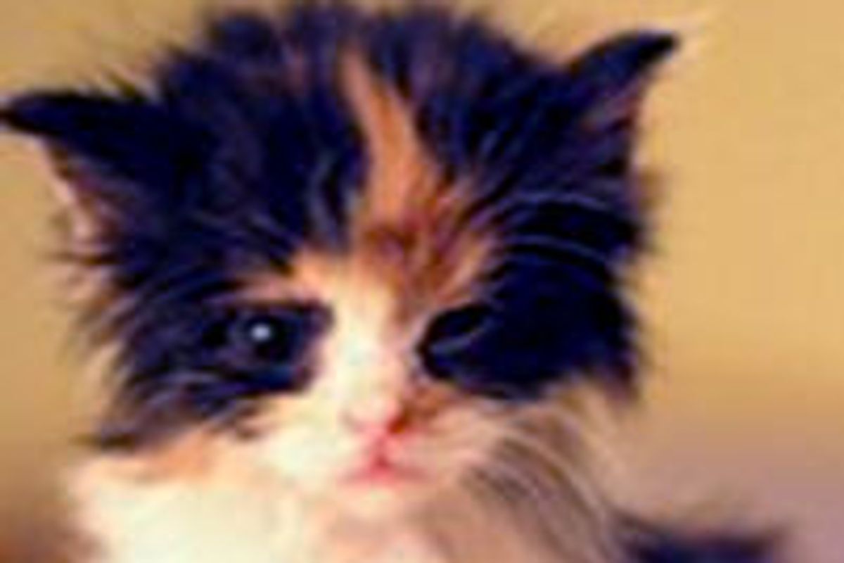 Elsie The Parking Lot Kitten: Amazing Transformation