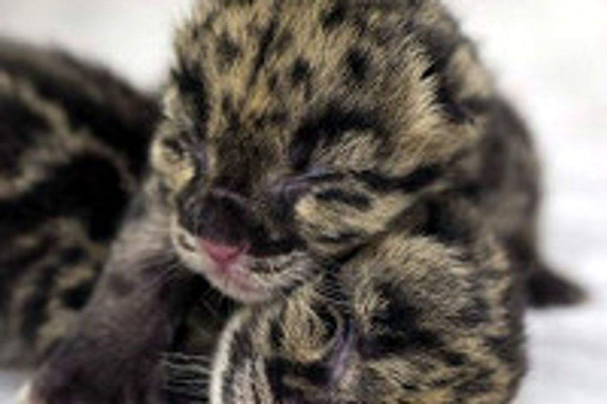 Two Baby Clouded Leopards Make Debut At Nashville Zoo