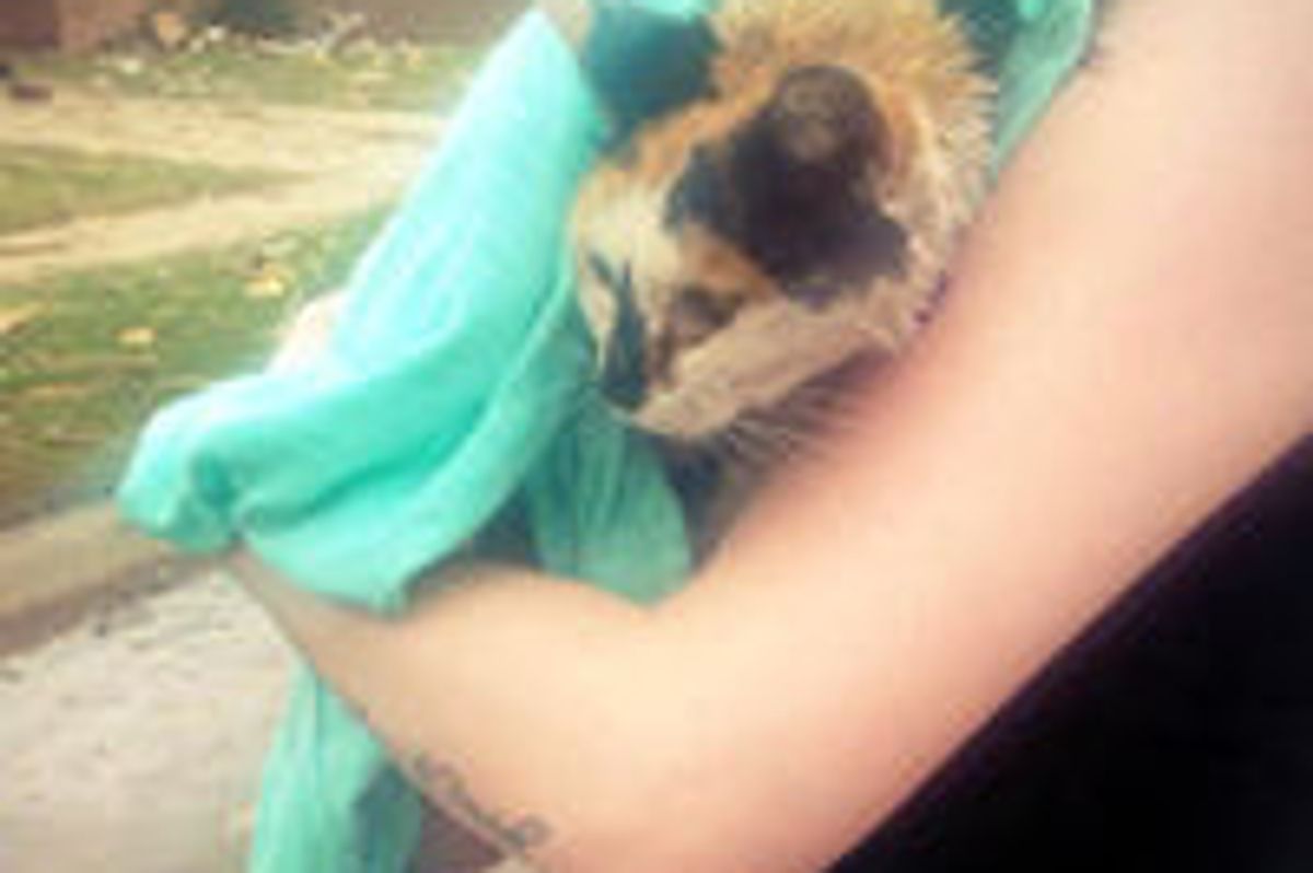 Calico Cat Survives Tornado Rescued By Kind People