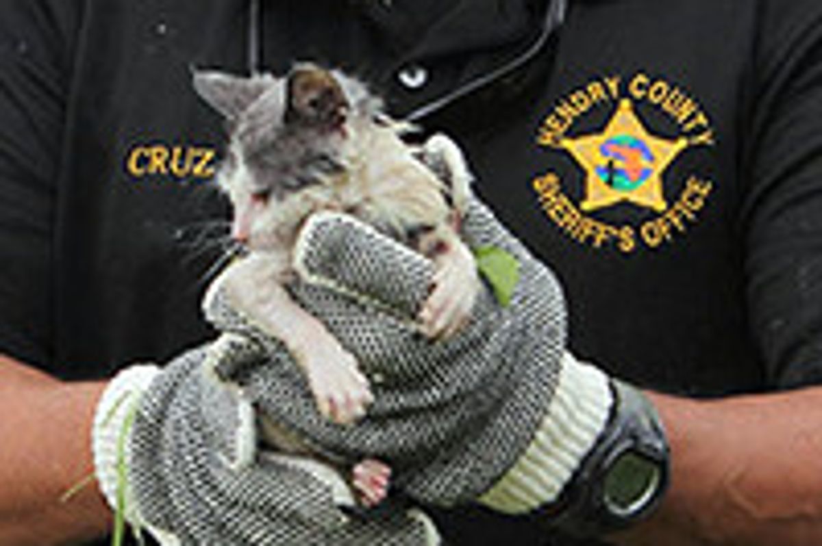 Deputies Rescue Kitten That Fell In River