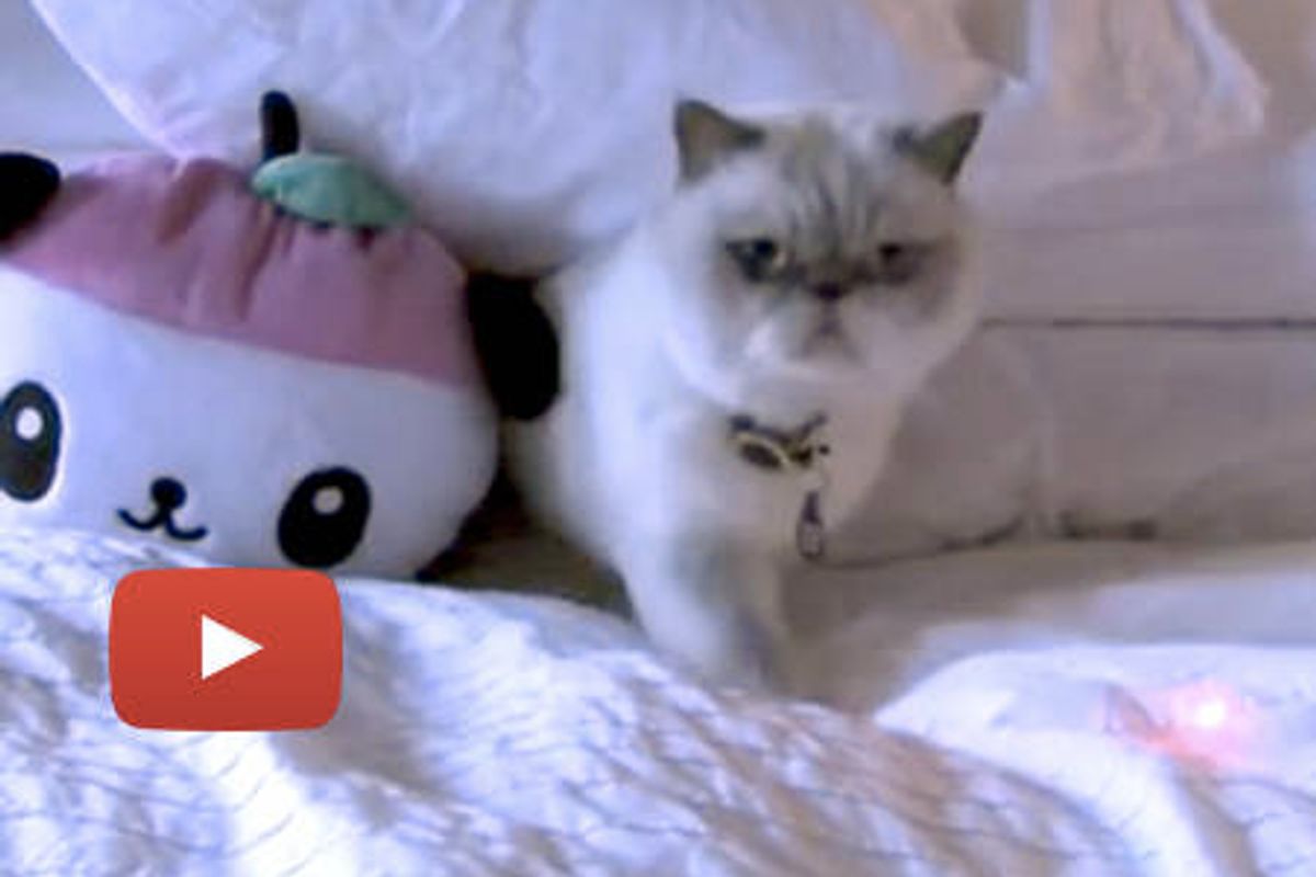 Winston The Cat Is Different