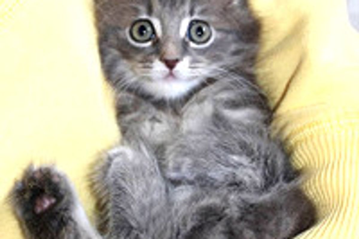 Squitten The Kitten! Born With No Bones In Front Paws, Walks & Sits Like A Squirrel