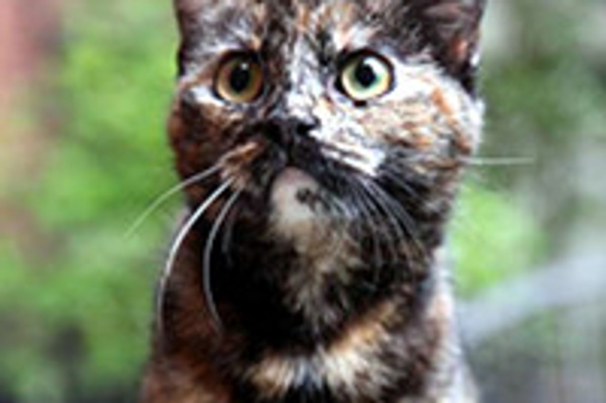 Cat Saved By Support Through Social Media Now Ready To Start New Life
