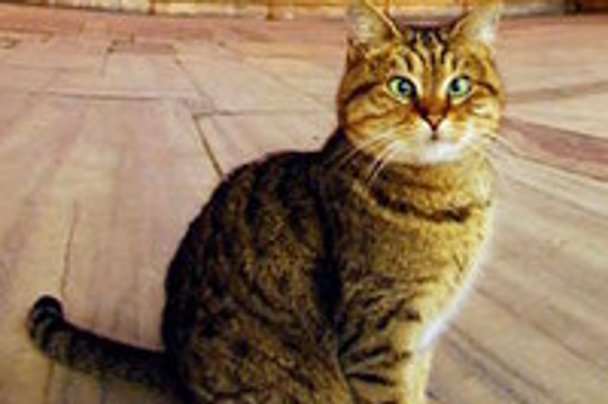 Loyal Cat Lives At The Hagia Sophia In Istanbul
