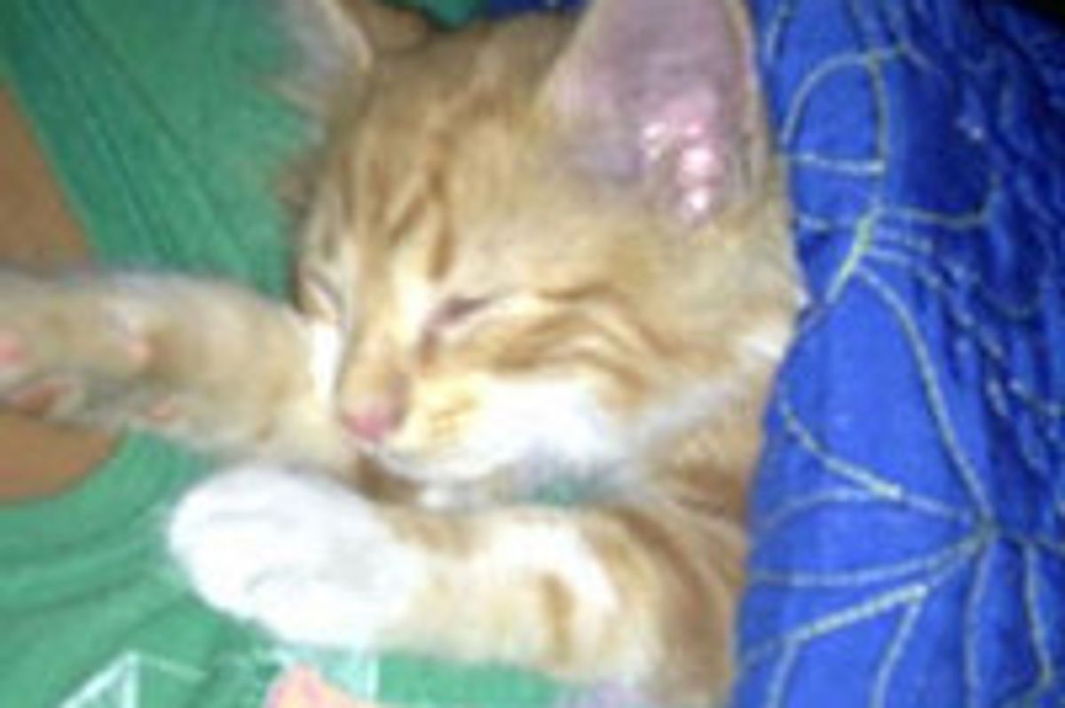 Garland Cop Rescues Kitten From SUV