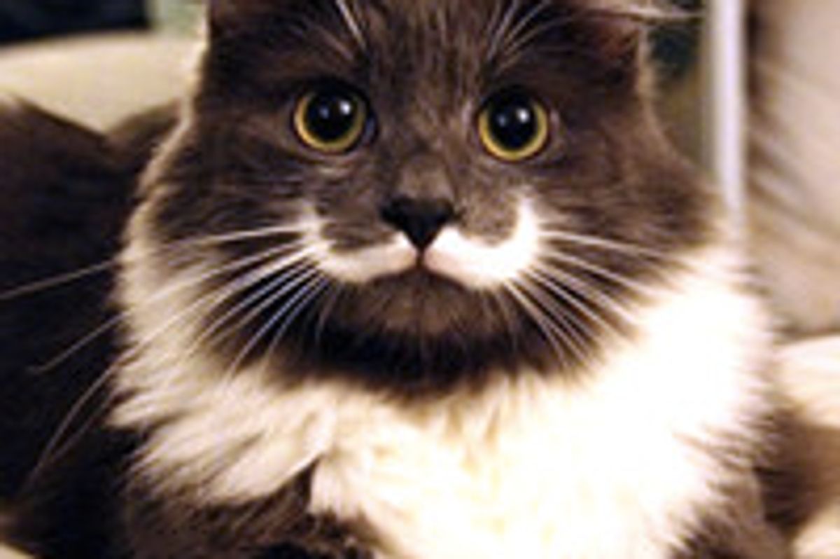 Mustache Cat Couldn't Find Home Until Someone Saw Something In Him Other Didn't