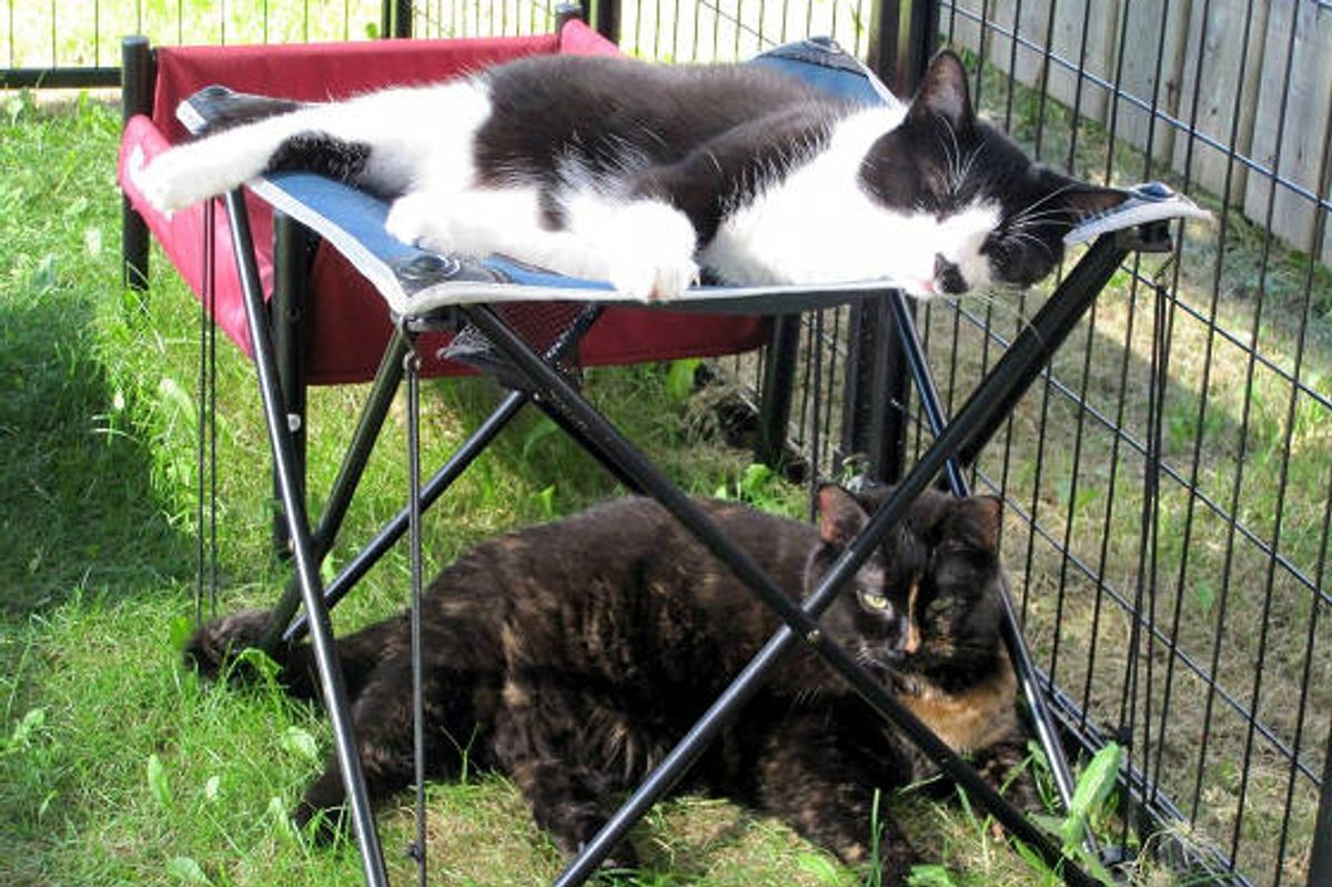 Woman Builds Cat Patio For Her Special Needs Cats While She Quits Smoking