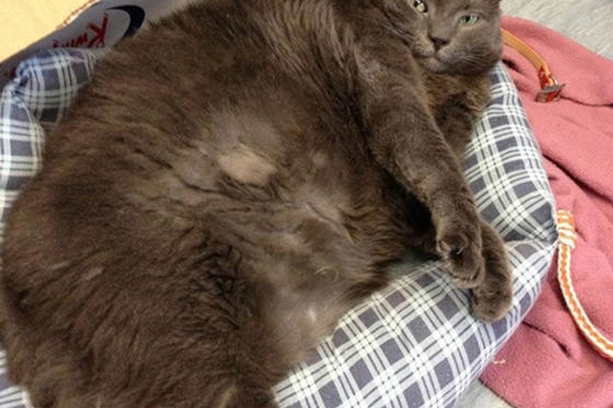 30 Lbs Cat's Amazing Weight Loss Journey