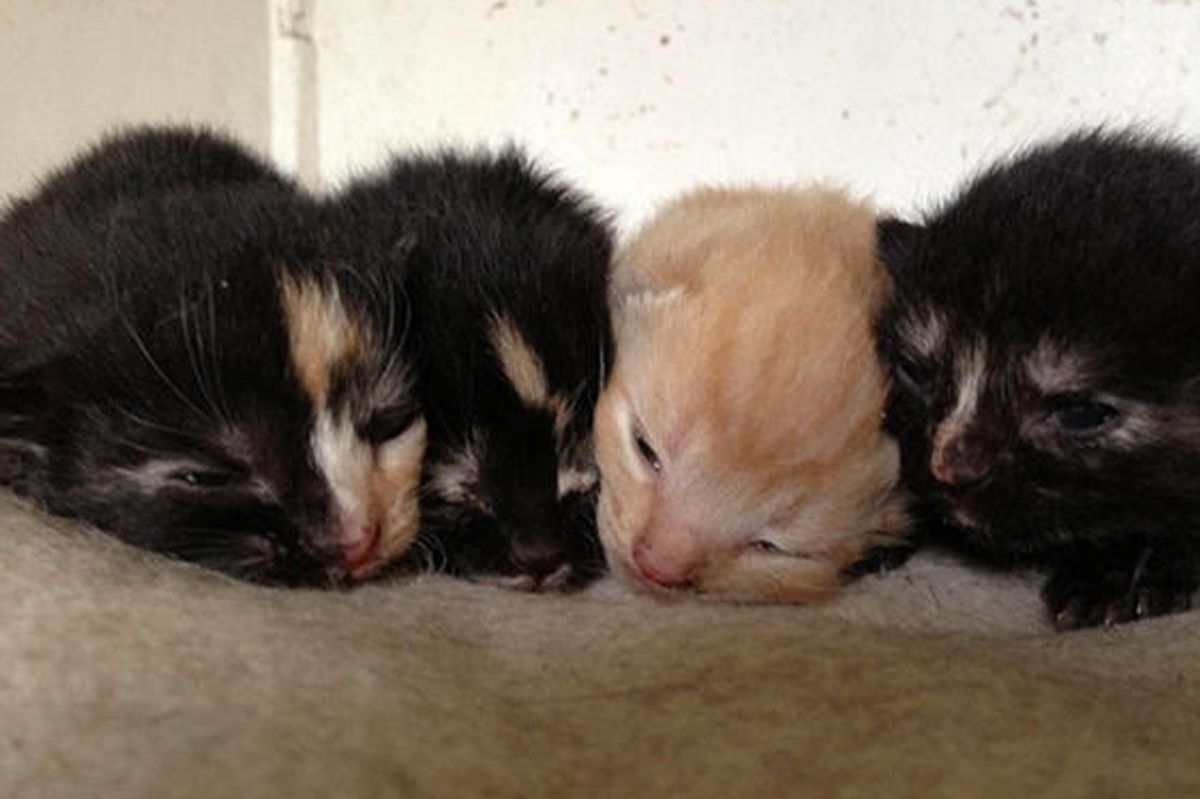 Four Newborn Kittens Saved From Trapped Inside Walls