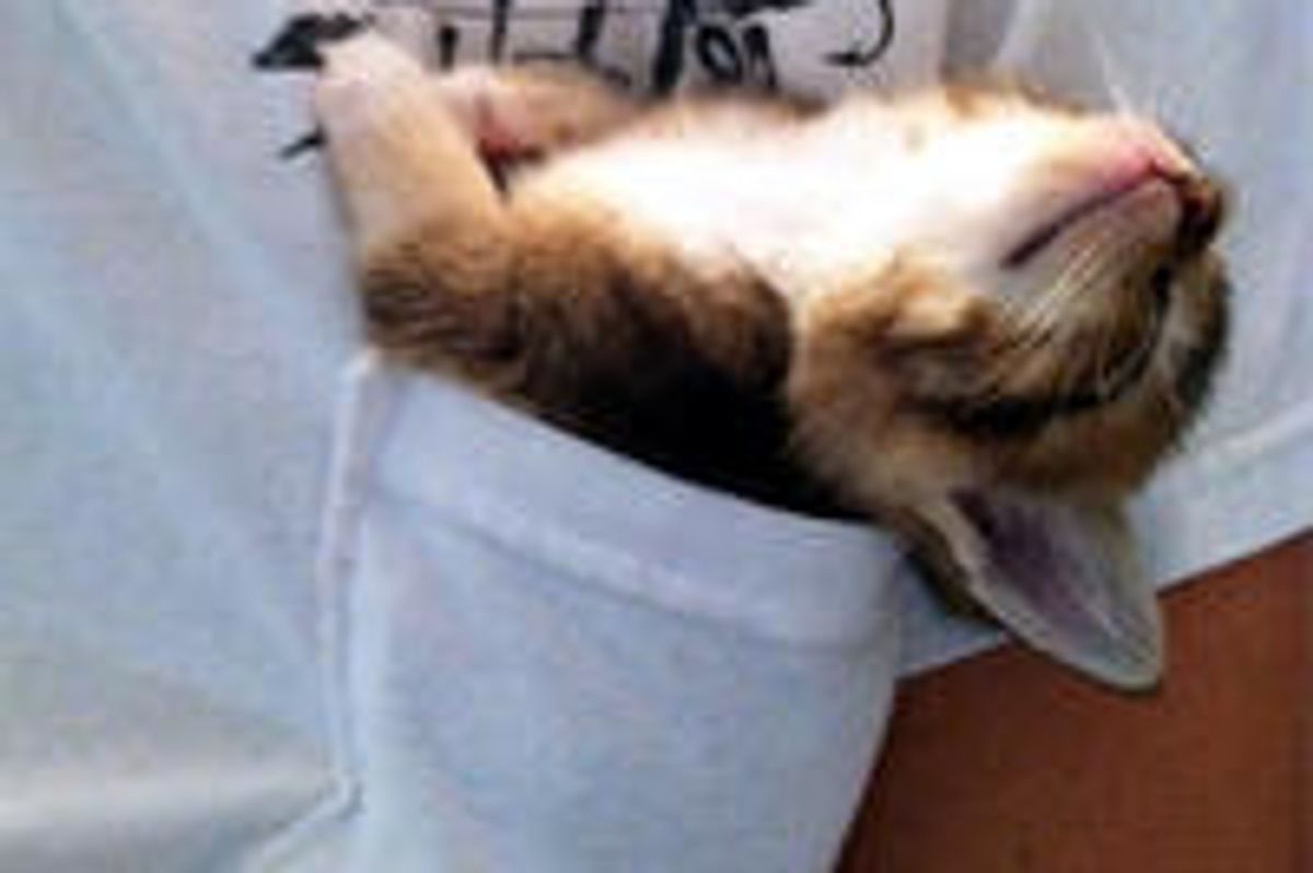 Tiny Pocket Kitten