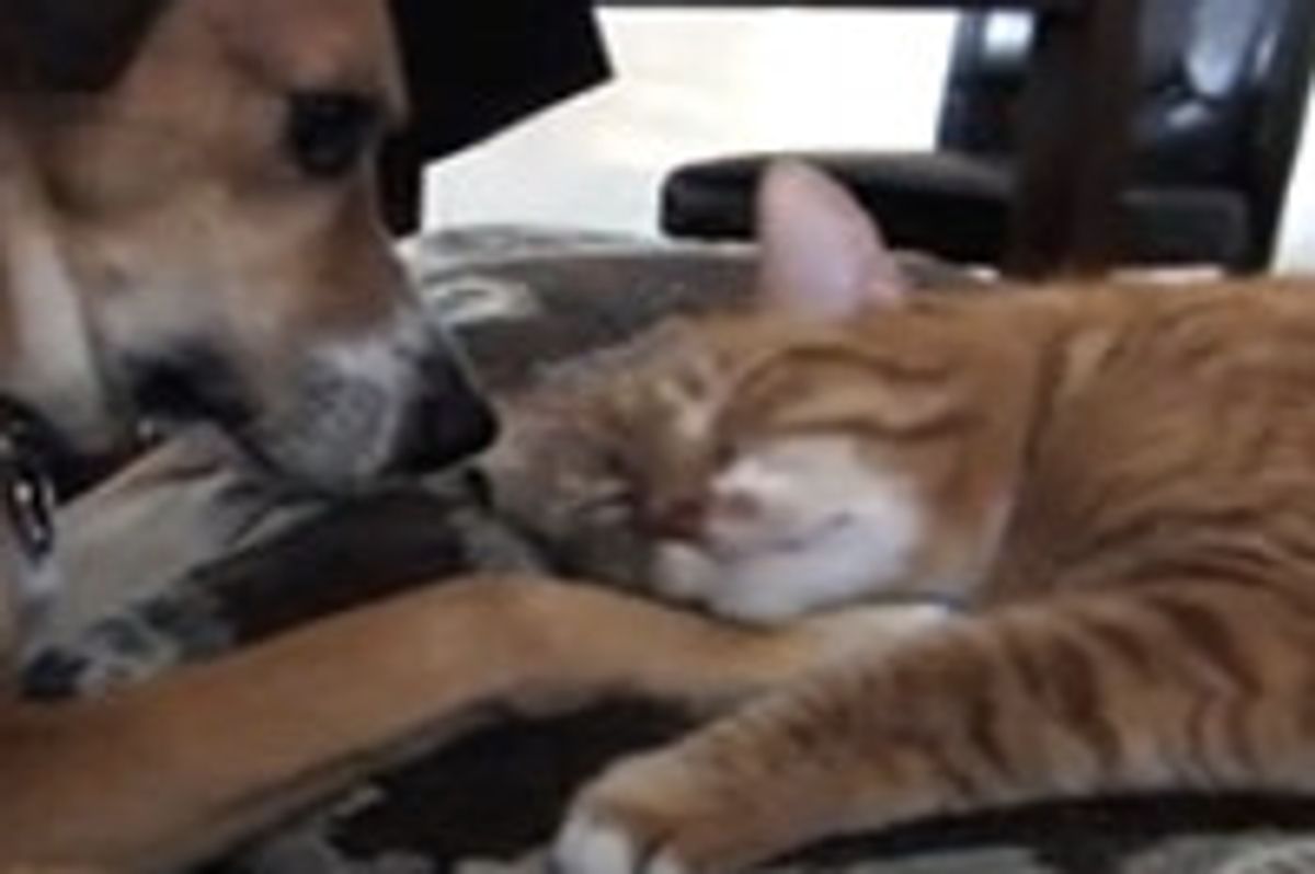 I'll Just Pet Myself with the Dog's Paw