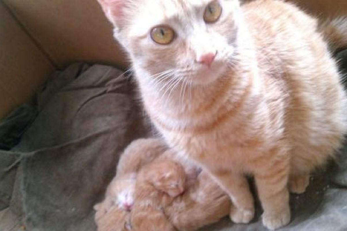 Ginger Stray Shows Up On Porch With A Big Belly, A Couple Weeks Later..