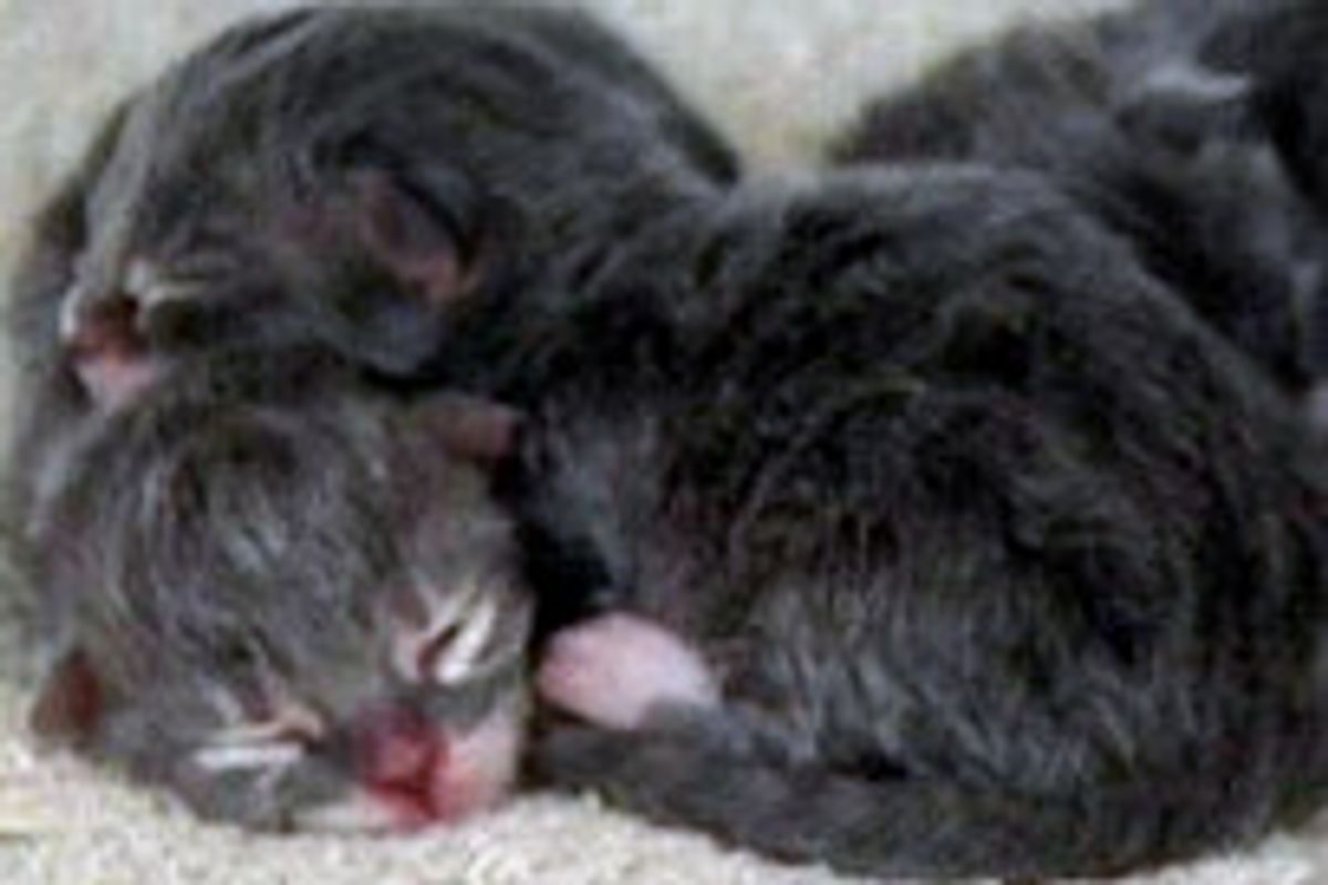 Road Worker Jumps Into Creek To Save Kittens