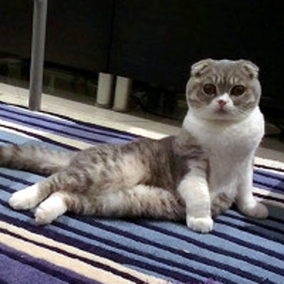 Opie The Scottish Fold