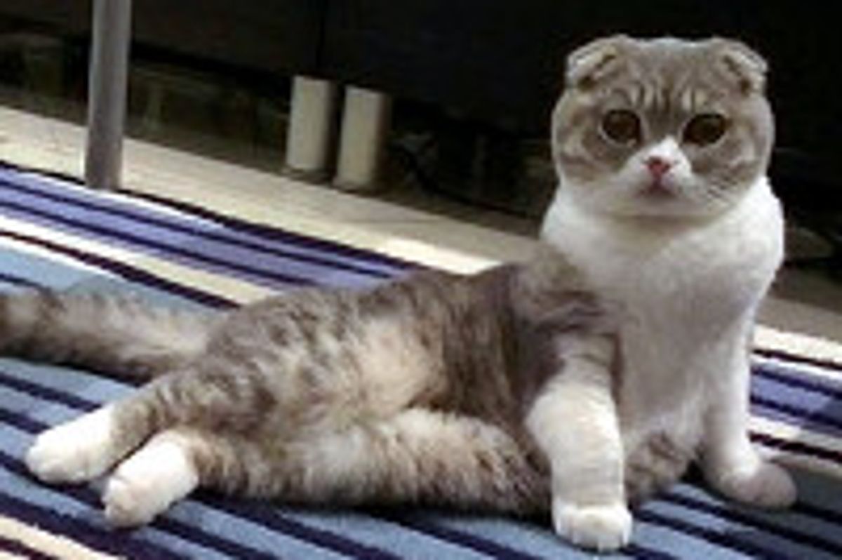 Opie The Scottish Fold