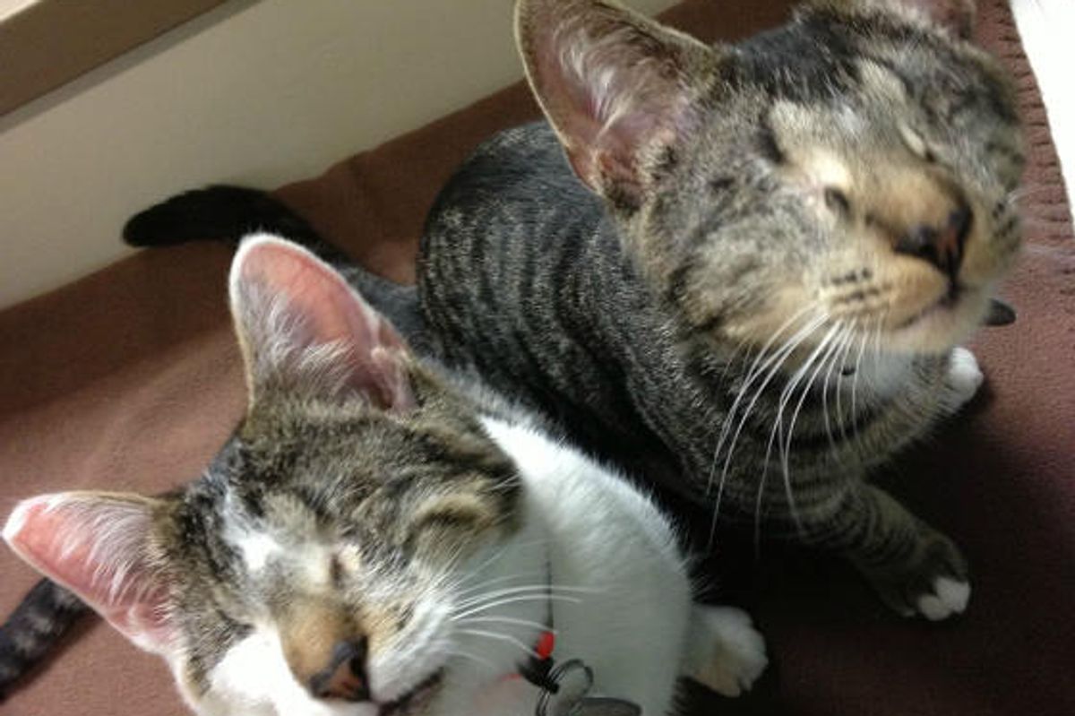 Bacon and Eggs, Two Blind Cats, Find Home Together