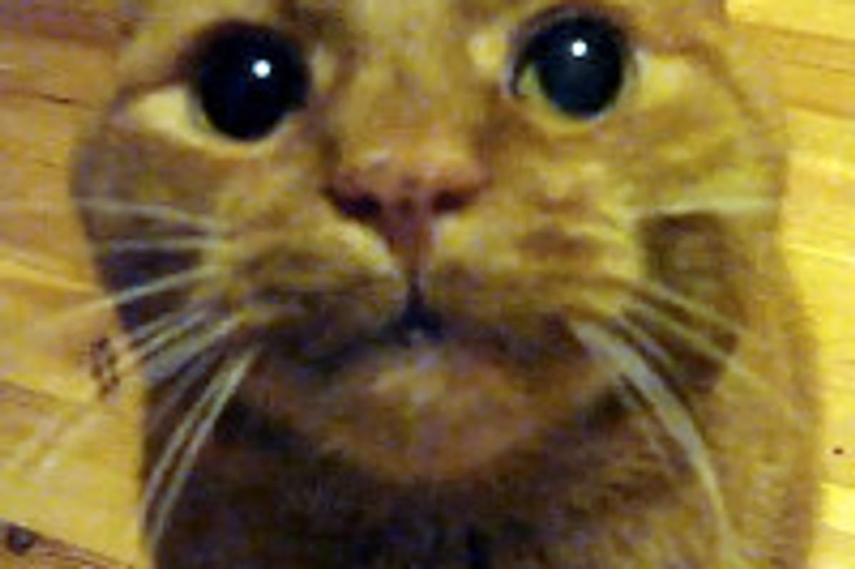 Cat Meowing and Purring