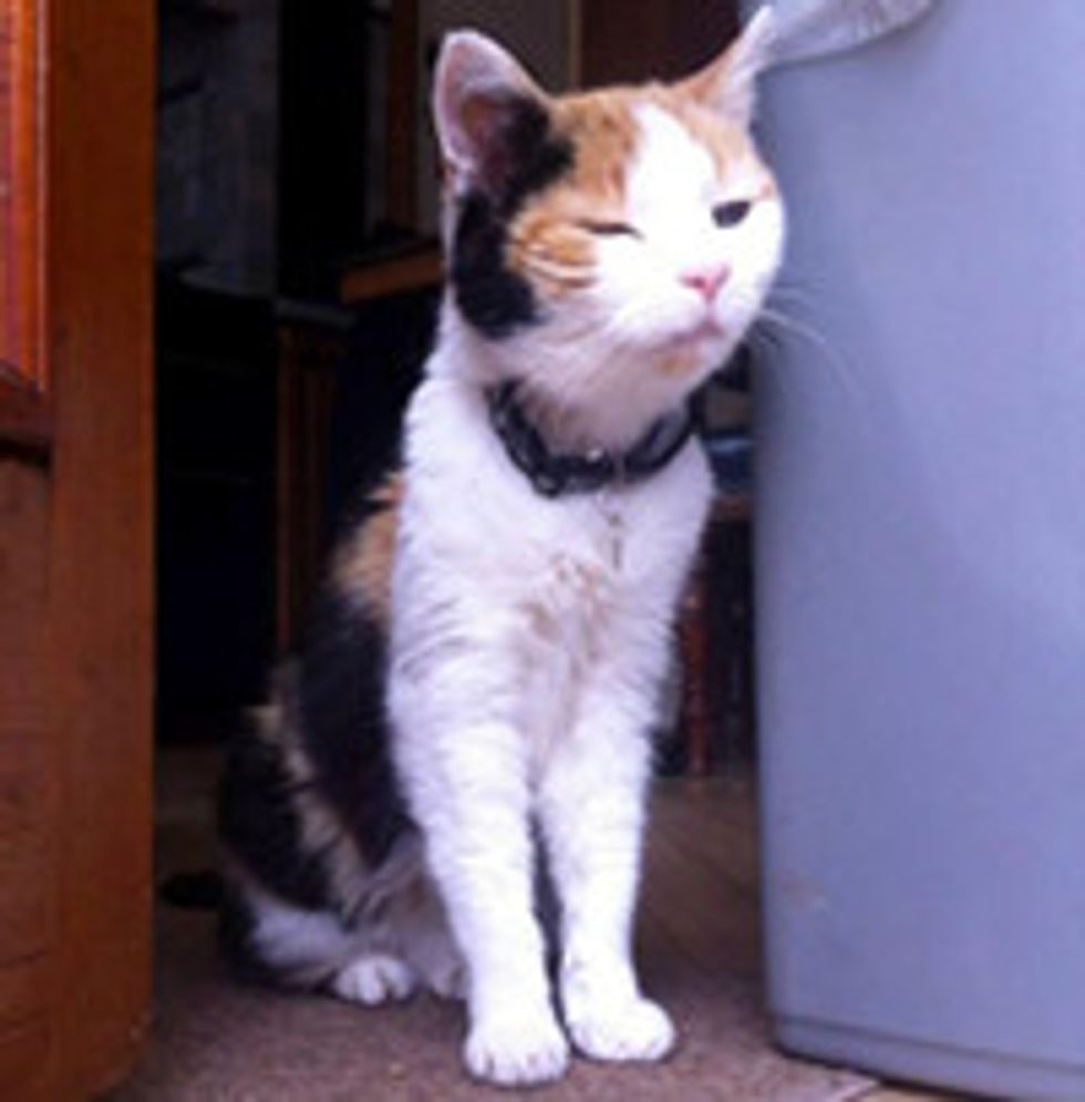 Bella 16 Year-Old Senior Cat Gets Adopted