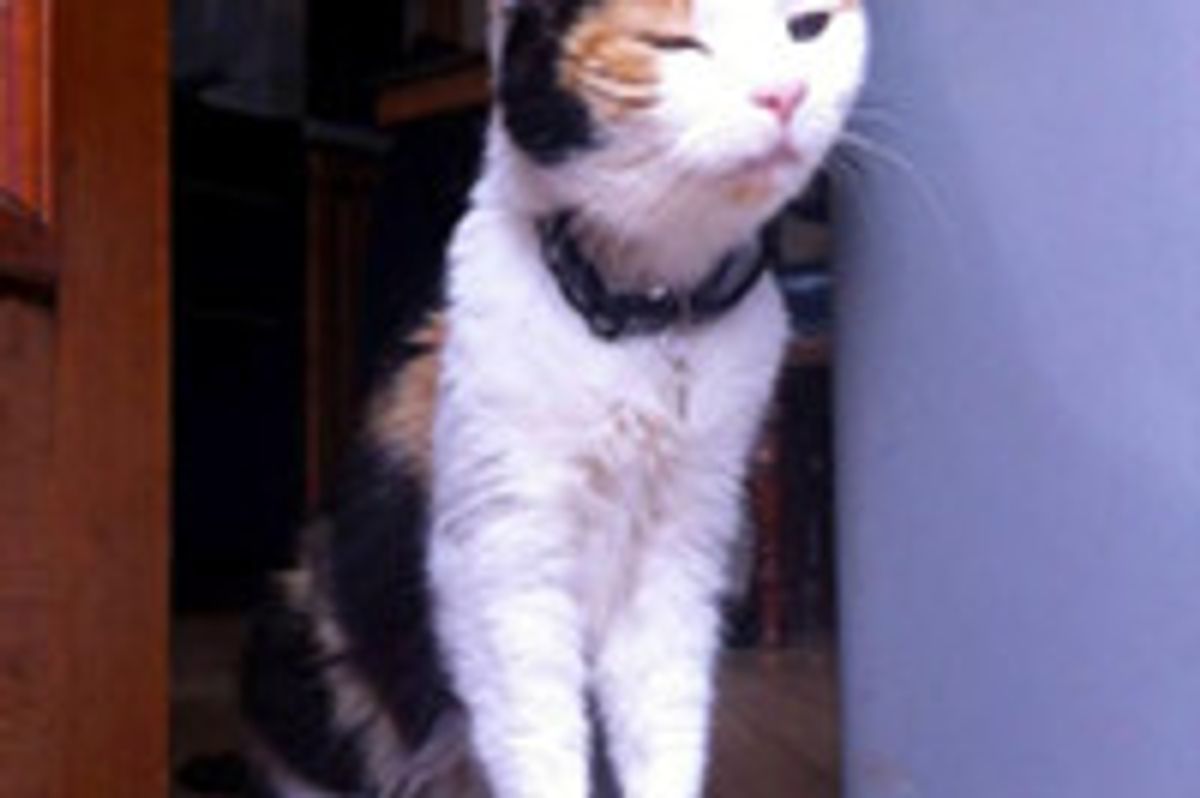 Bella 16 Year-Old Senior Cat Gets Adopted