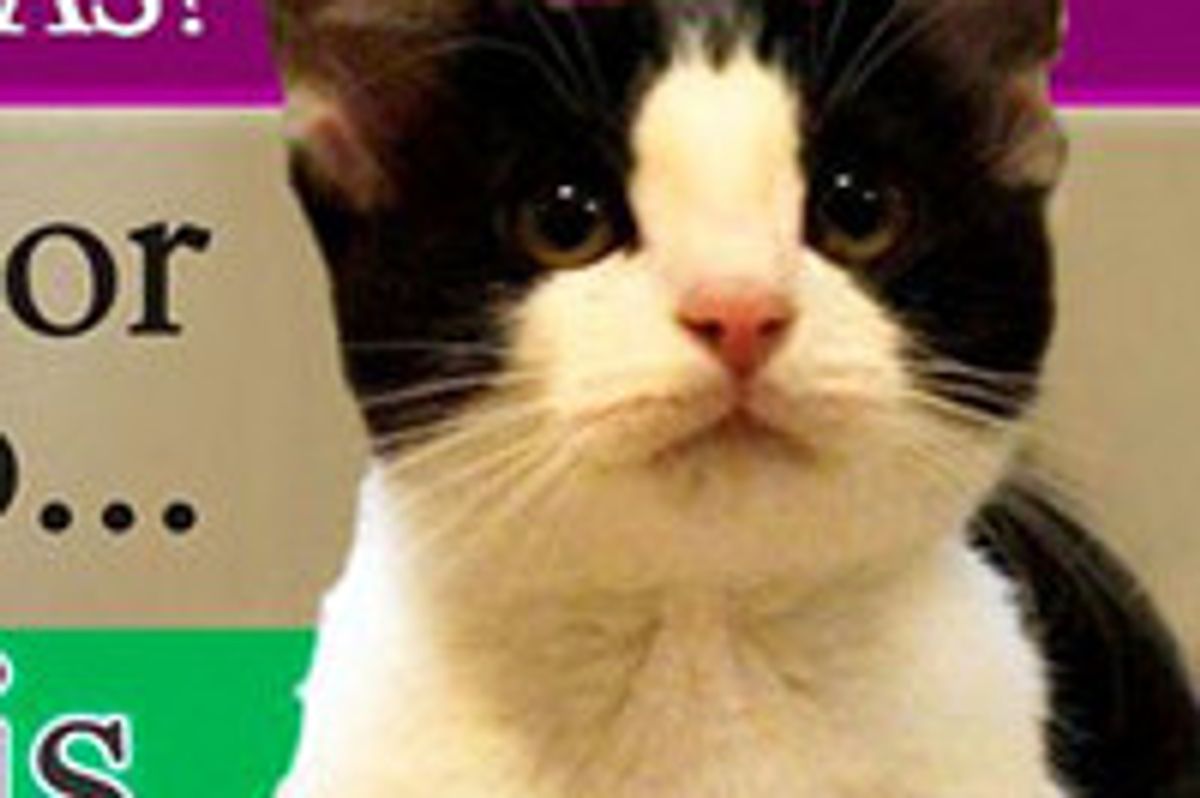 Morris The Cat, Runs For Mayor In Mexico