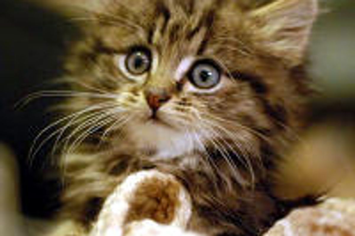 Little Homeless Stray With Perpetual Look Of Surprise