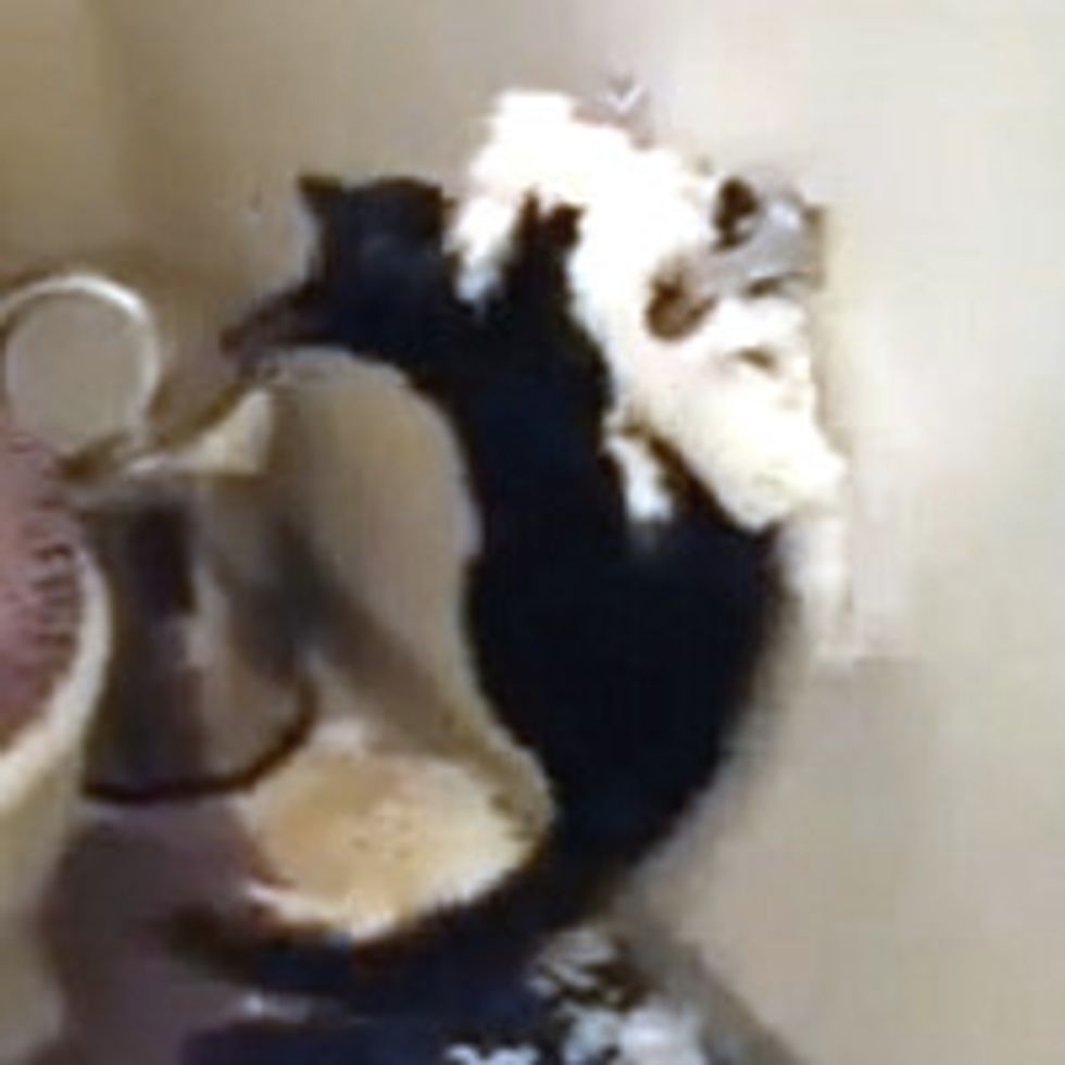Cat Totals Toilet Paper
