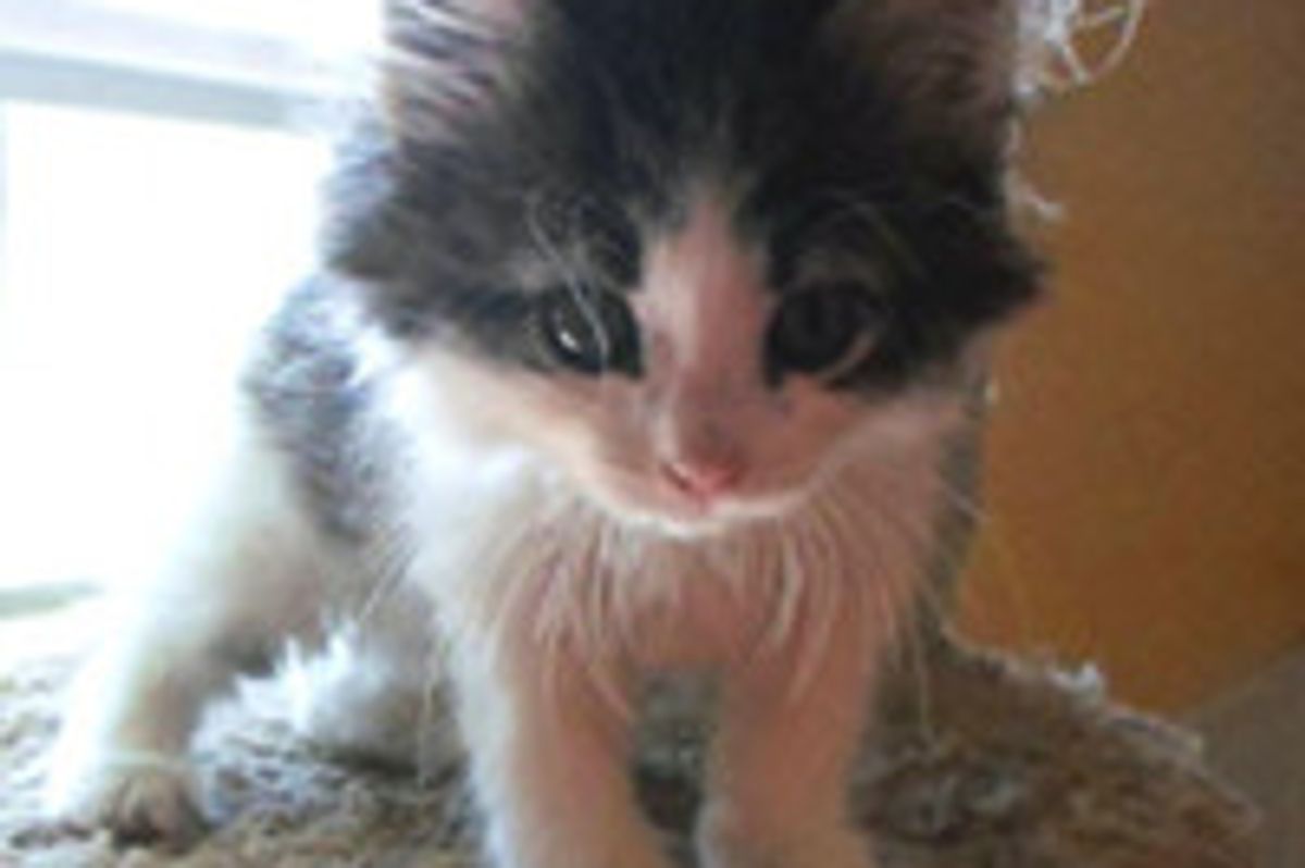 Amazing Resilience Of Kitten With Injured Leg