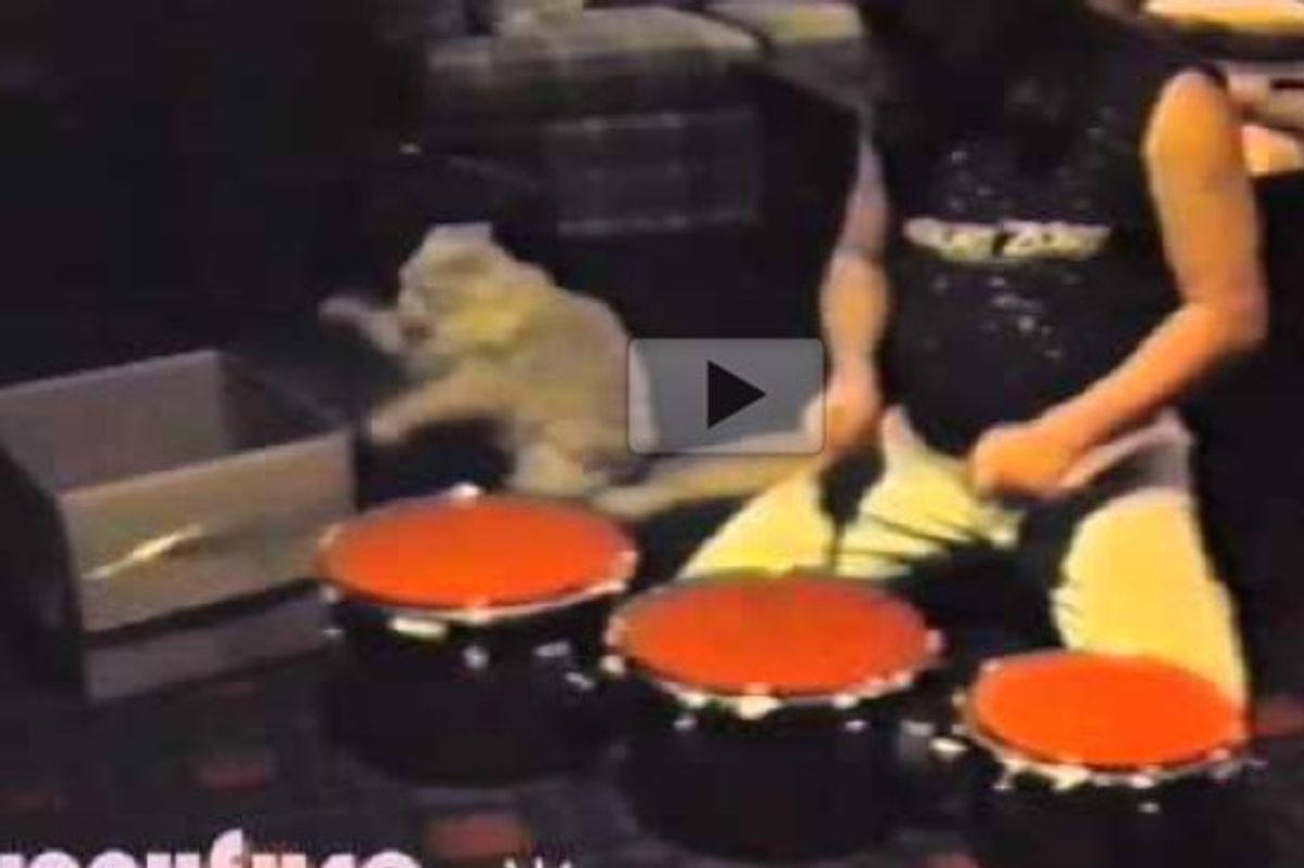 Cat Percussionist Plays 'Drum' with His Human