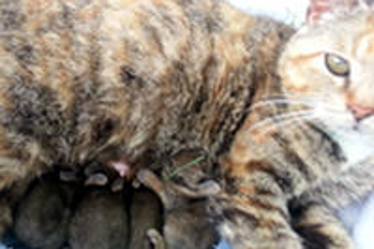 Cat Adopts A Litter Of Baby Rabbits