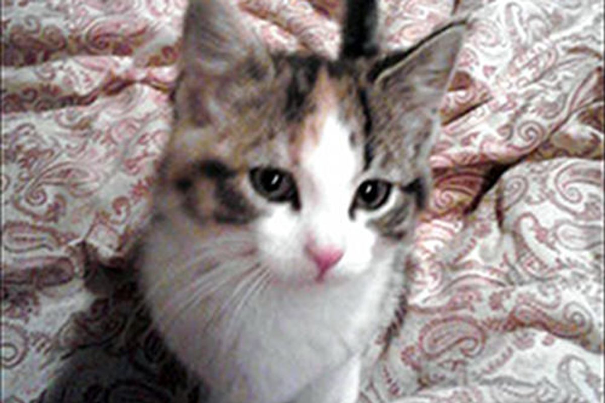 14 Week Old Kitten Credited With Saving A Family From House Fire